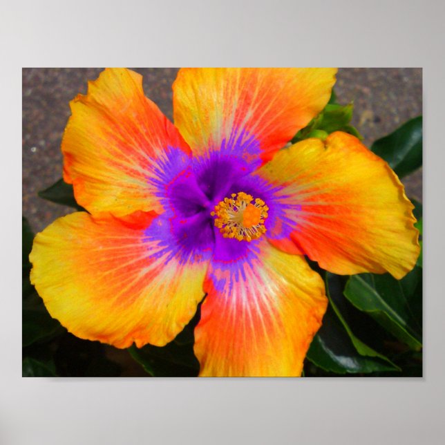 Lila Center Fire Flower Poster (Framsidan)