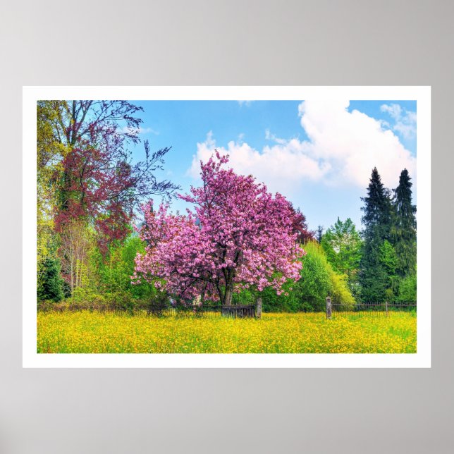 Lila Cherry Träd på Gult Flower Fält Poster (Framsidan)