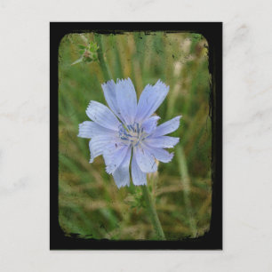 Lila Chickory TTV Vykort