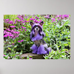 Lila China Crested Hund in Rosa Flowers Poster