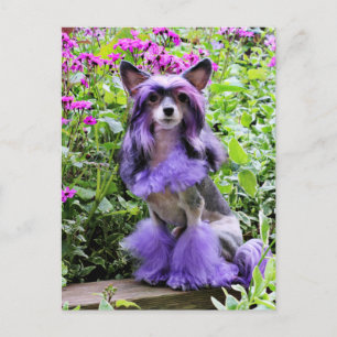 Lila China Crested Hund in Rosa Flowers Vykort