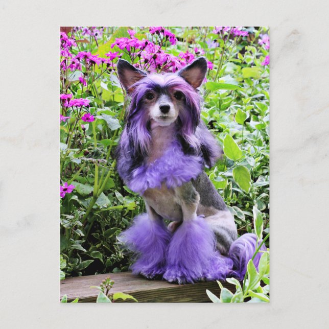 Lila China Crested Hund in Rosa Flowers Vykort (Framsida)