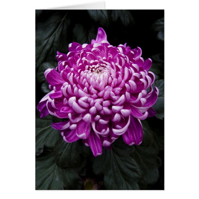 Lila Chrysanthemum Card Hälsningskort (Framsidan)
