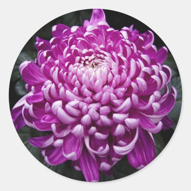 Lila Chrysanthemum Round Stickers Runt Klistermärke (Framsida)