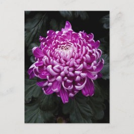 Lila Chrysanthemum vykort
