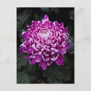 Lila Chrysanthemum vykort