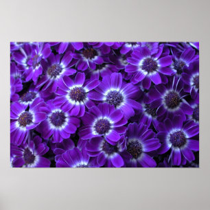 Lila Cineraria Poster