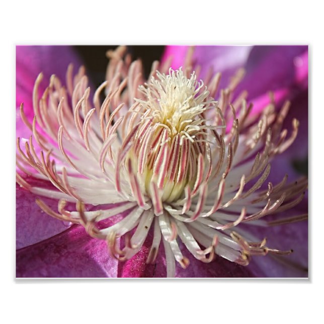 Lila Clematis Closeup Fototryck (Framsidan)