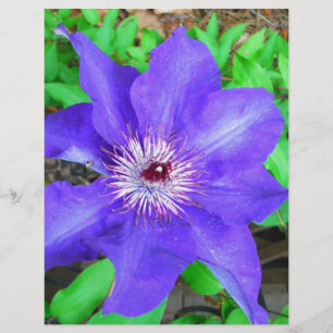 Lila Clematis Flower