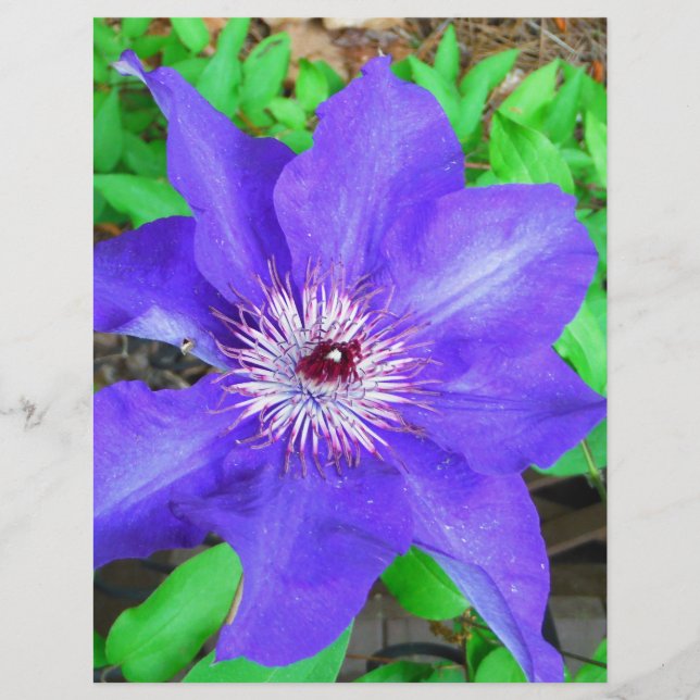 Lila Clematis Flower (Framsida)