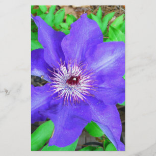 Lila Clematis Flower Brevpapper