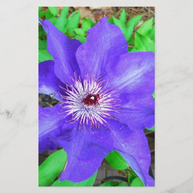 Lila Clematis Flower Brevpapper (Framsida)