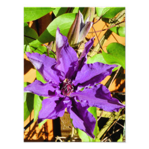 LILA CLEMATIS FLOWER FOTOTRYCK