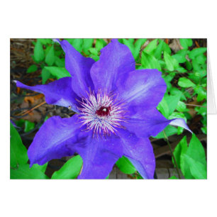 Lila Clematis Flower Hälsningskort