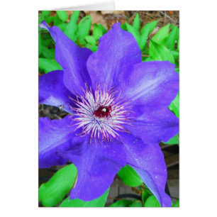 Lila Clematis Flower Hälsningskort