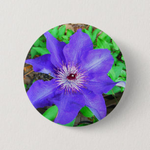 Lila Clematis Flower Knapp