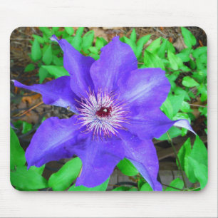 Lila Clematis Flower Musmatta