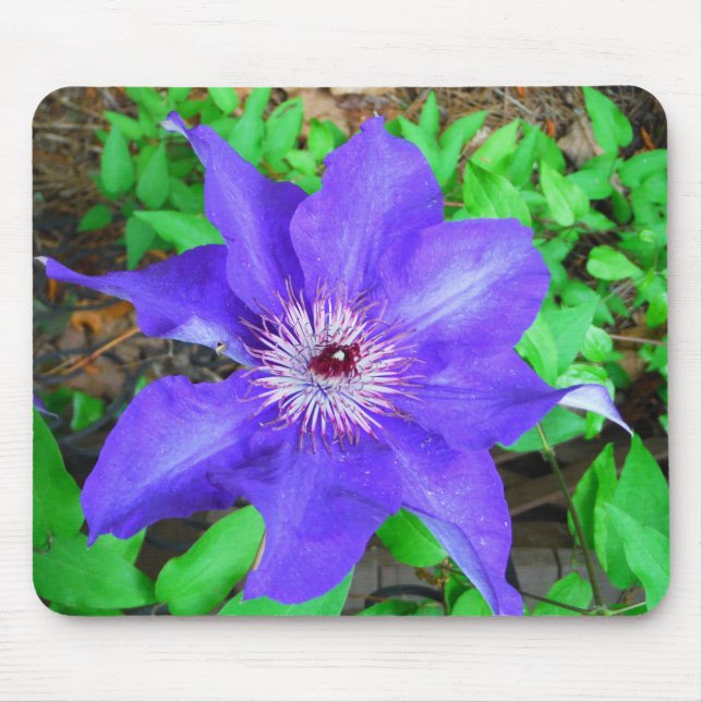 Lila Clematis Flower Musmatta (Framsidan)