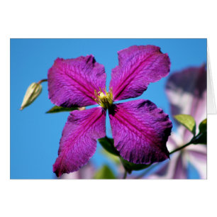 Lila Clematis Flower OBS Kort