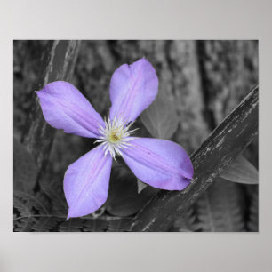 Lila Clematis Flower Partial Färg Poster