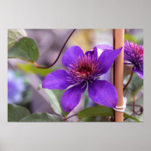 Lila Clematis Flower