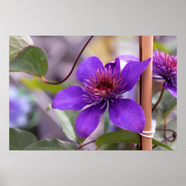 Lila Clematis Flower Poster