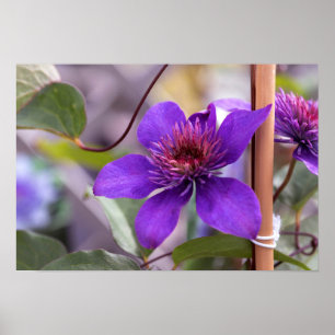 Lila Clematis Flower Poster