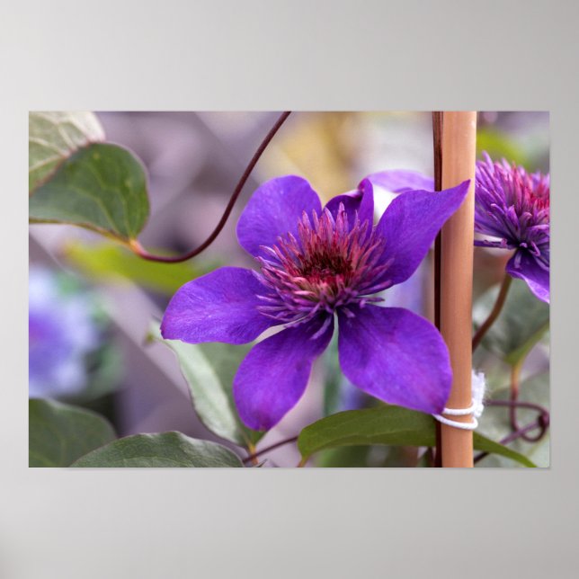 Lila Clematis Flower Poster (Framsidan)