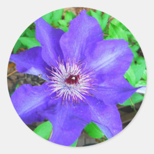 Lila Clematis Flower Runt Klistermärke