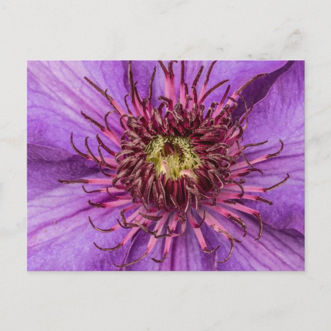 Lila Clematis Flower Vykort (Framsida)