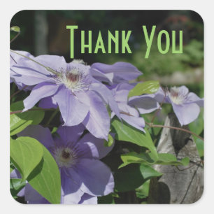 Lila Clematis Flowers Tack Sticker Fyrkantigt Klistermärke