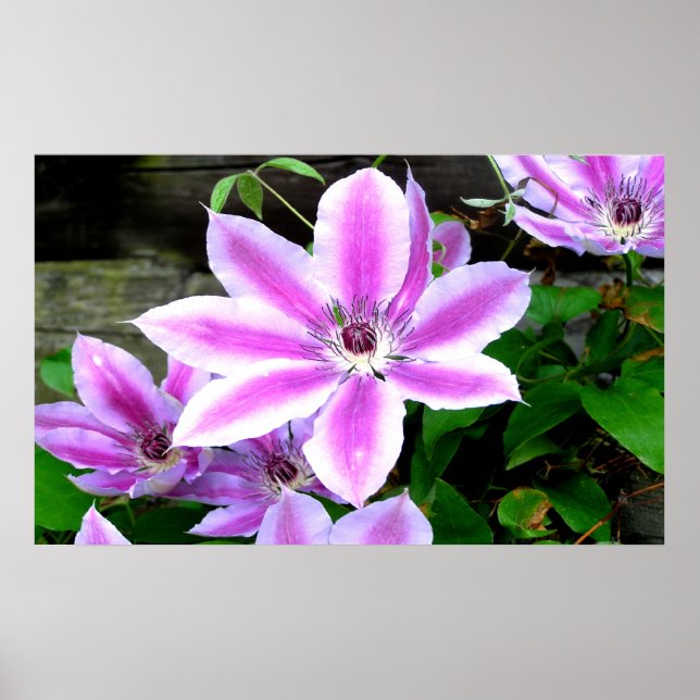 Lila Clematis-fotot Poster/skriver ut Poster (Framsidan)