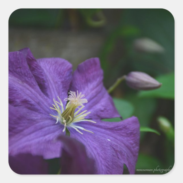 Lila Clematis Fyrkantigt Klistermärke (Framsida)