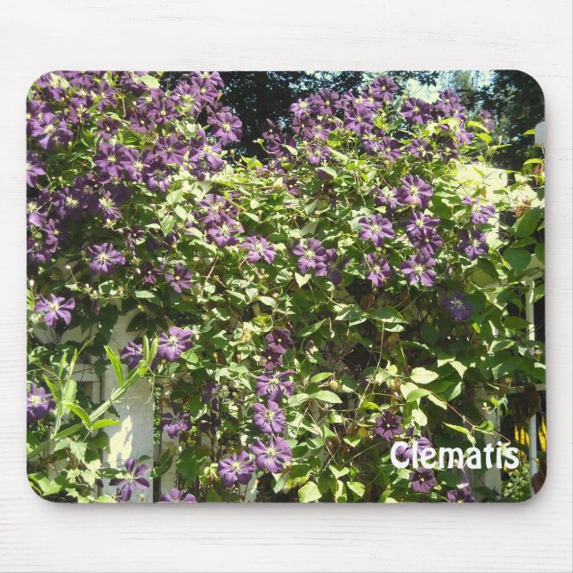 Lila Clematis Garden Musmatta (Framsidan)