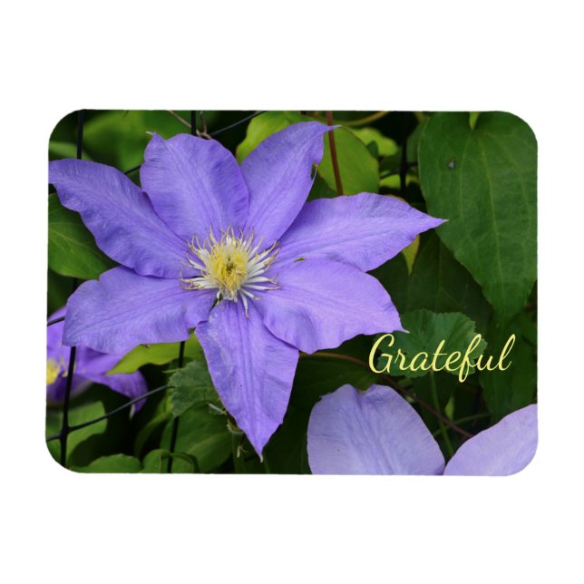 Lila Clematis Gratitude Magnet (Horisontell)