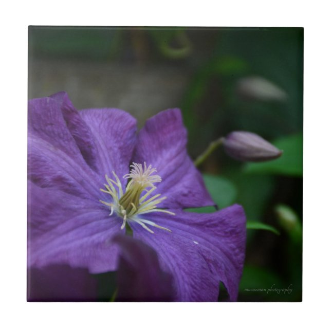 Lila Clematis Kakelplatta (Framsidan)