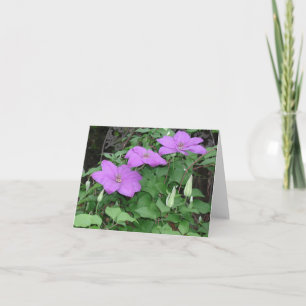 lila clematis kort