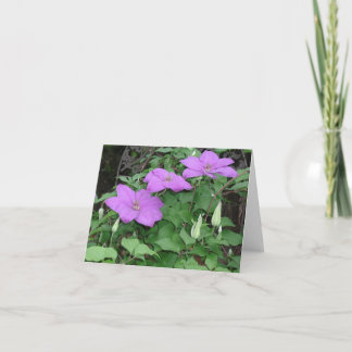 lila clematis kort