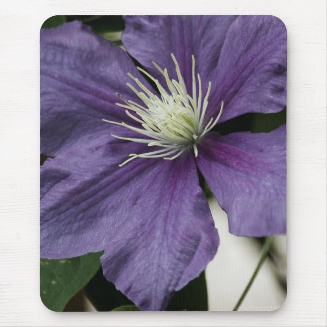 Lila Clematis Mousepad Musmatta (Framsidan)