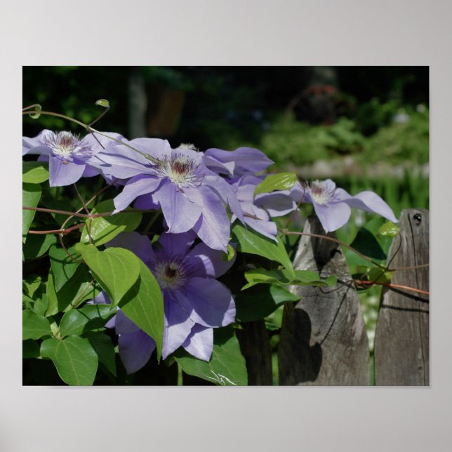 Lila Clematis om stängsel i solljus Poster (Framsidan)