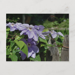 Lila Clematis on Fence Flower Vykort