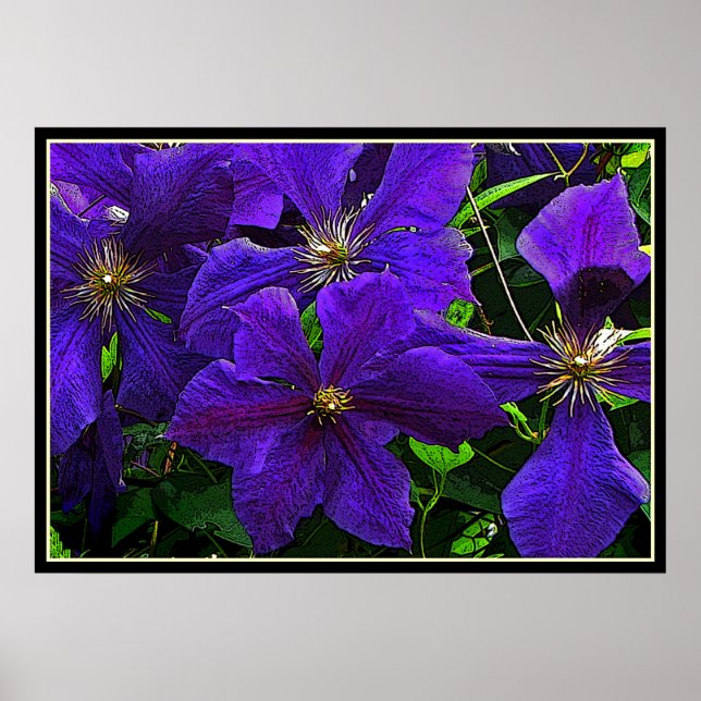Lila Clematis Poster (Framsidan)