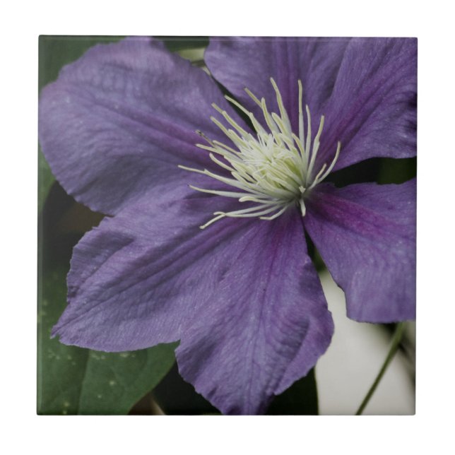 Lila Clematis Tile Kakelplatta (Framsidan)