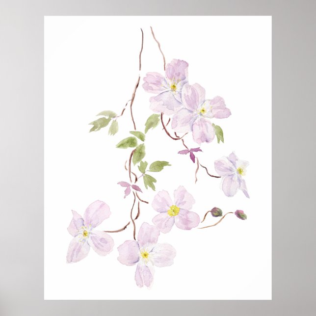lila clematis, vattenfärg poster (Framsidan)