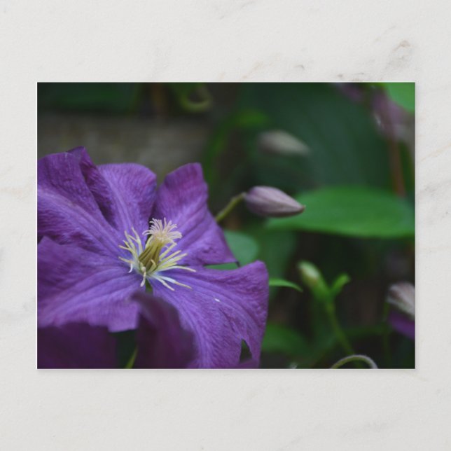 Lila Clematis Vykort (Framsida)