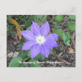 Lila Clematis vykort