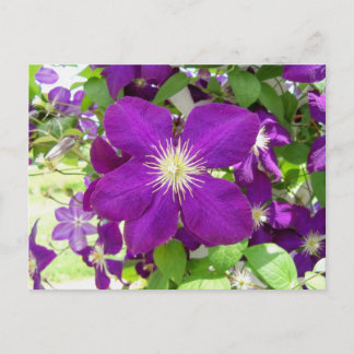 Lila Clematis Vykort