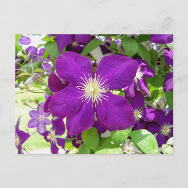 Lila Clematis Vykort (Framsida)