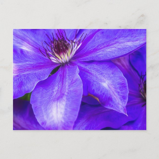 Lila Clematis Vykort (Framsida)