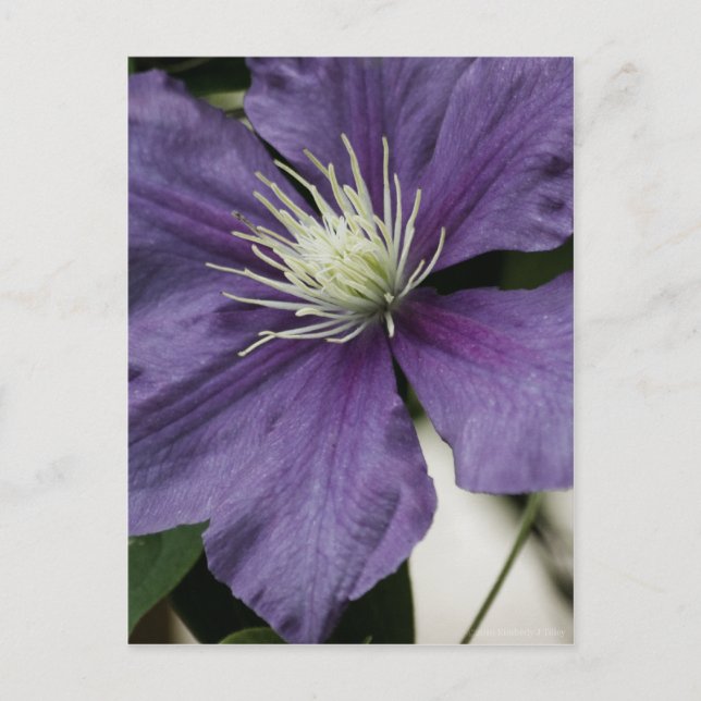 Lila Clematis vykort (Framsida)